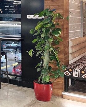 نبتاتي