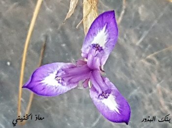 بذور صحارينا