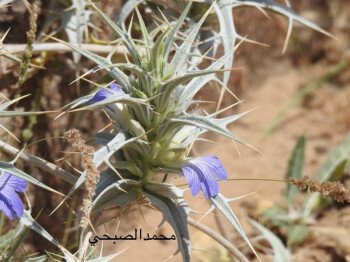 بذور صحارينا