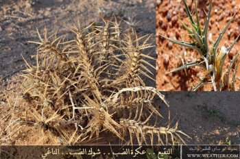 بذور صحارينا