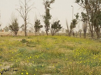بذور صحارينا