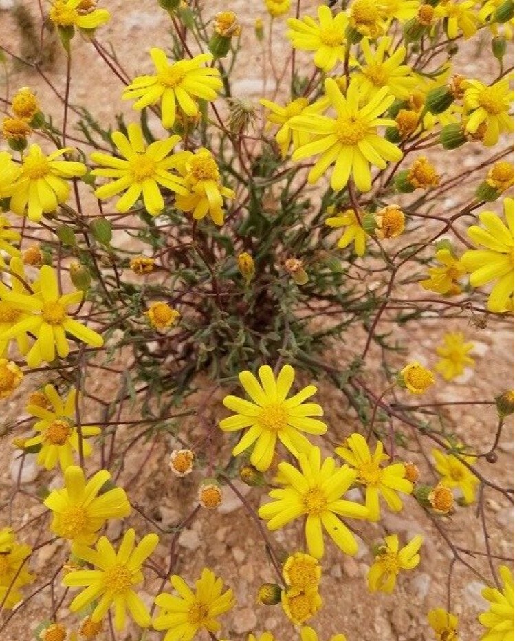 بذور صحارينا