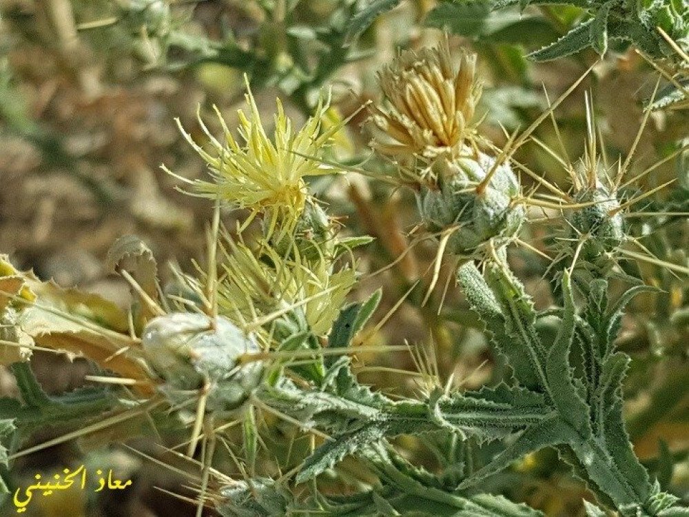 بذور صحارينا