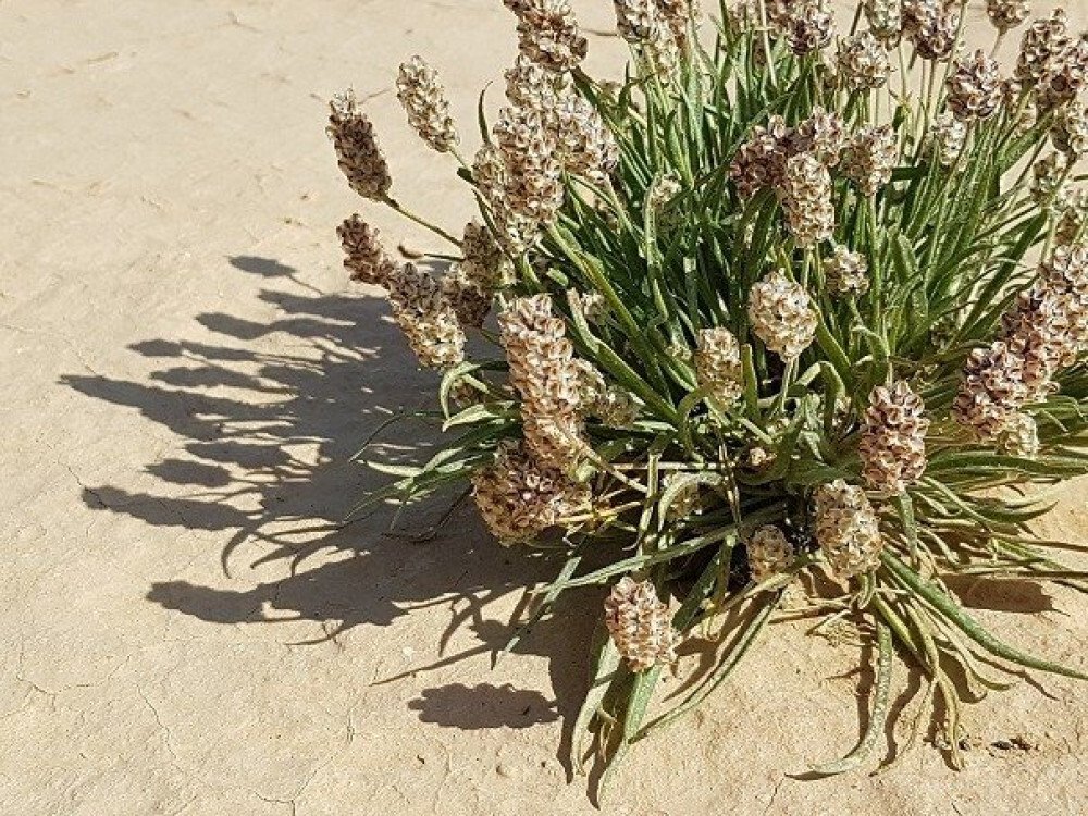 بذور صحارينا