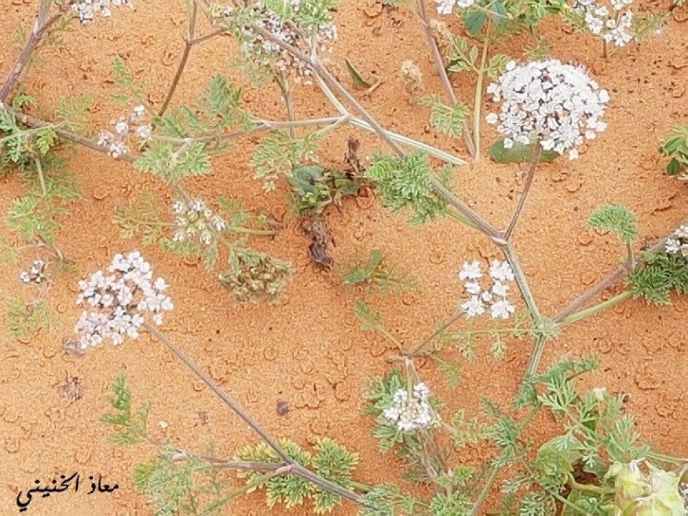 بذور صحارينا