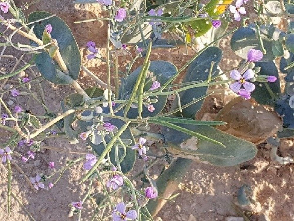 بذور صحارينا