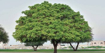 بذور صحارينا
