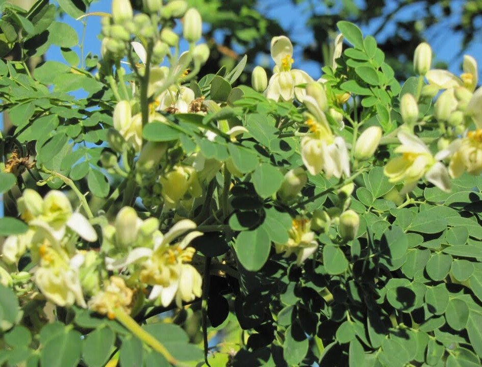 بذور صحارينا