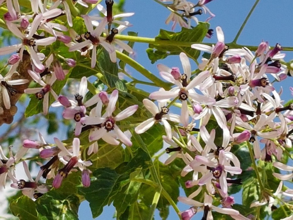 بذور صحارينا