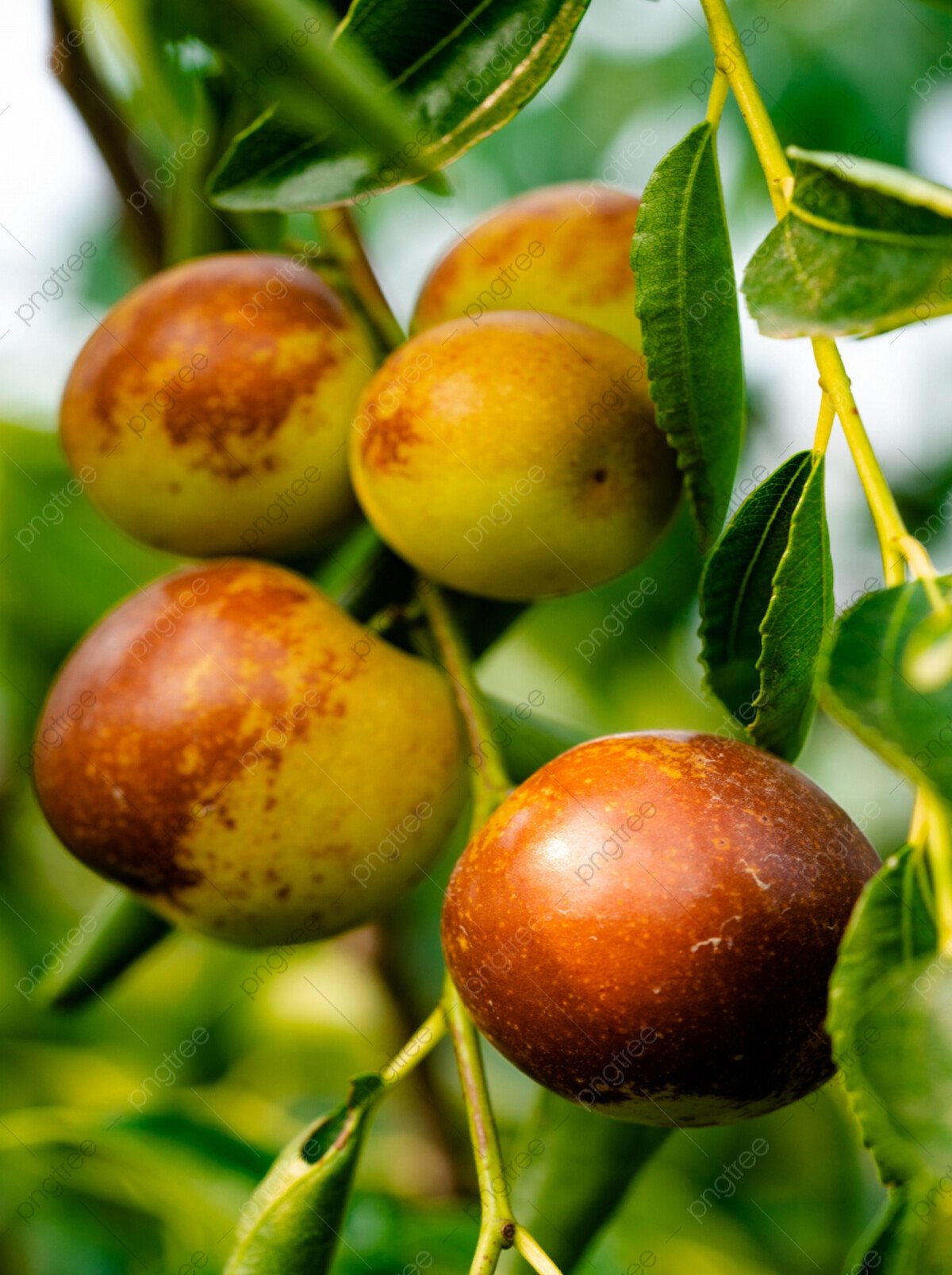 بذور صحارينا