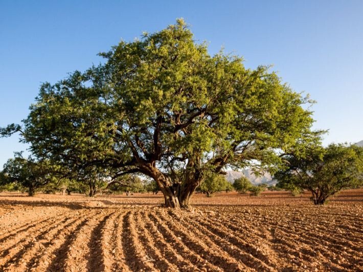 بذور صحارينا