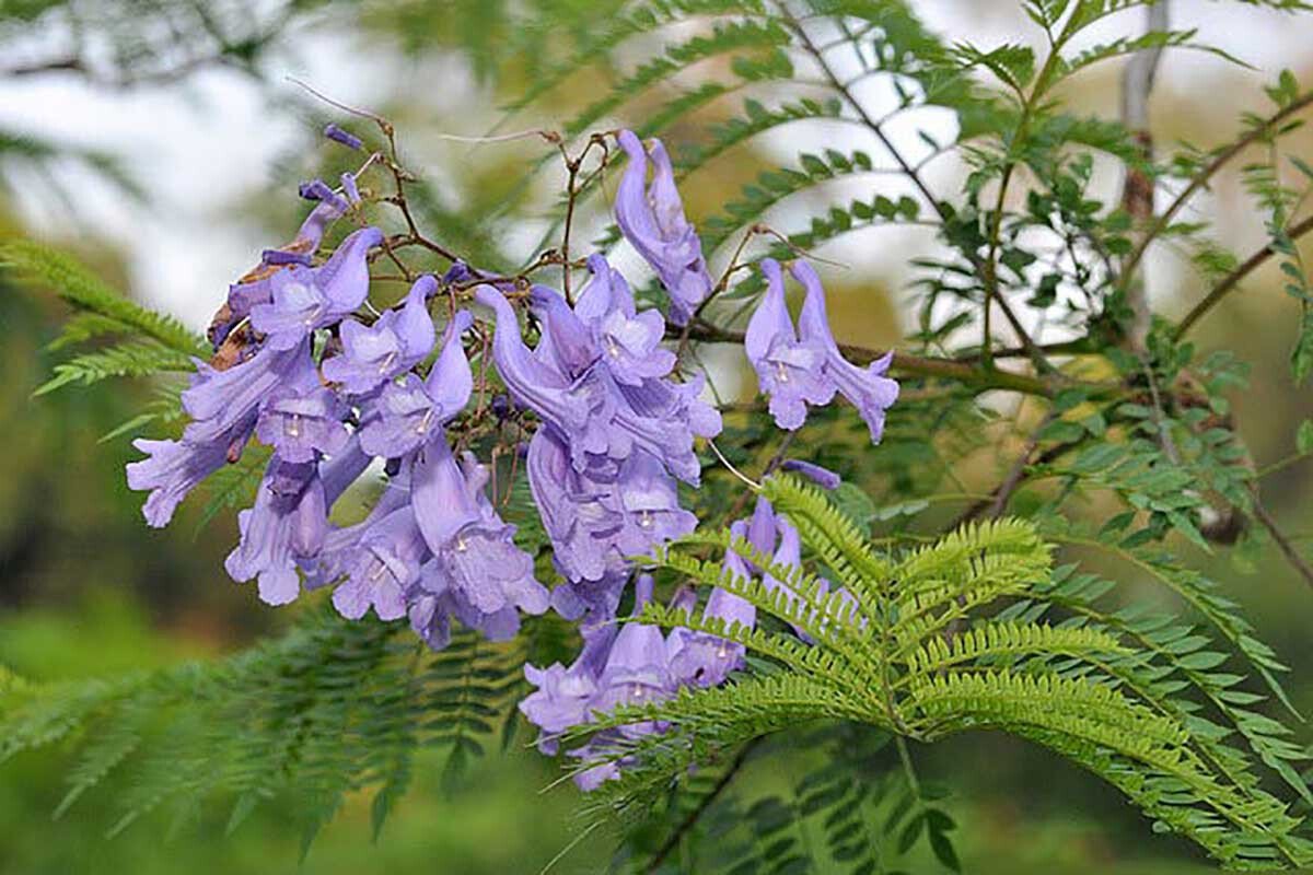 بذور صحارينا