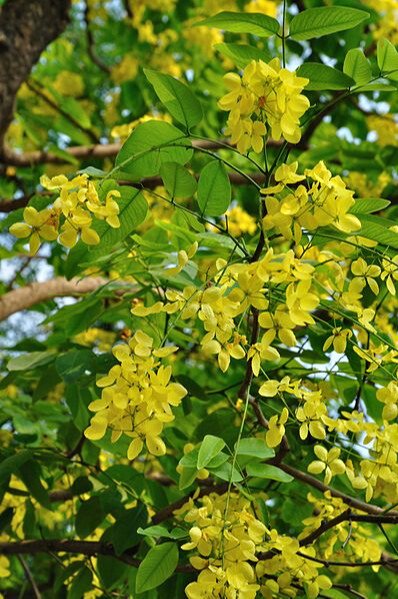 بذور صحارينا