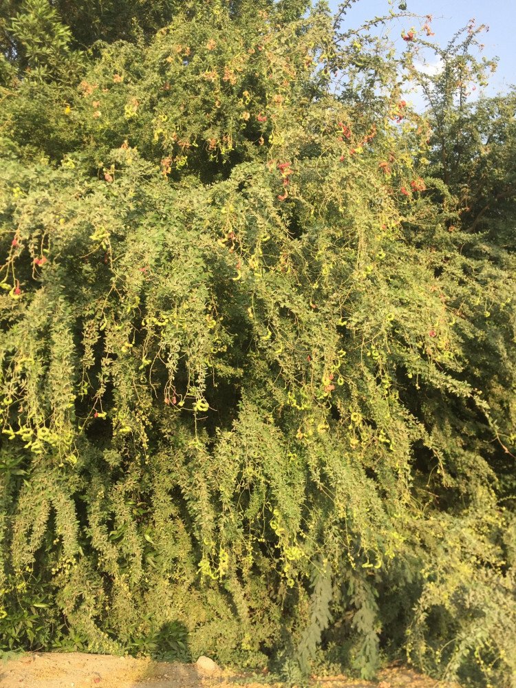 بذور صحارينا