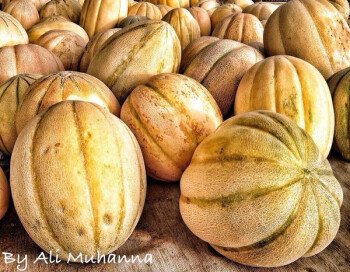 بذور صحارينا