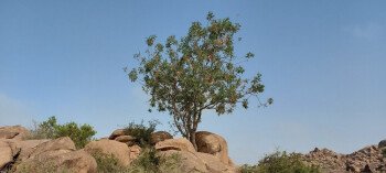بذور صحارينا