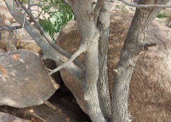 بذور صحارينا