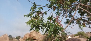 بذور صحارينا