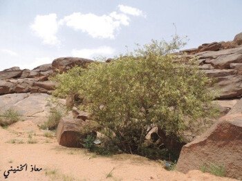 بذور صحارينا