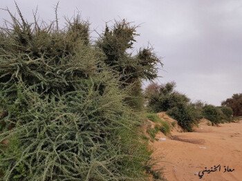 بذور صحارينا