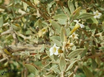بذور صحارينا