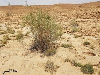 بذور صحارينا