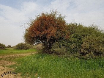 بذور صحارينا