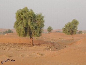 بذور صحارينا