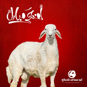 أبو مساعد للذبائح