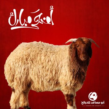 أبو مساعد للذبائح