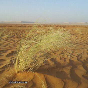 بذور صحارينا