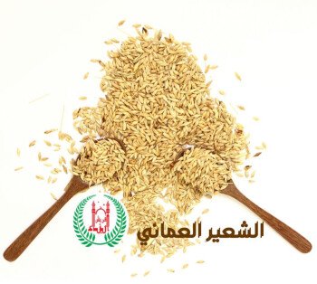 أبناء فريش