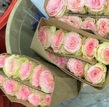 ورد البيلسان