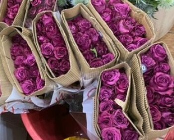 ورد البيلسان