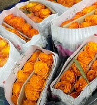 ورد البيلسان