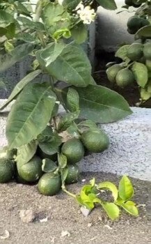 مشتل سدرة الزراعي