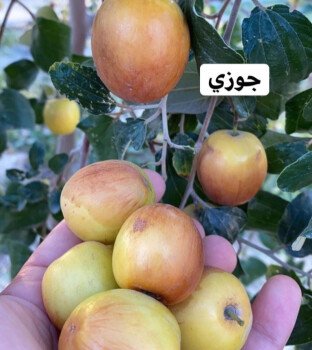 متجر سدرة الزراعي