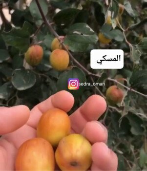 متجر سدرة الزراعي