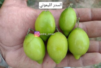 متجر سدرة الزراعي