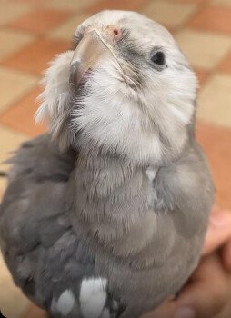 loro