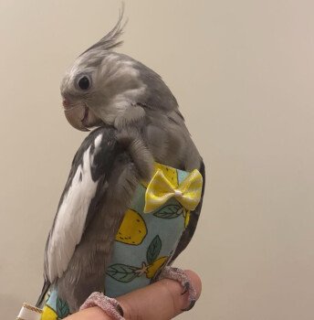 loro