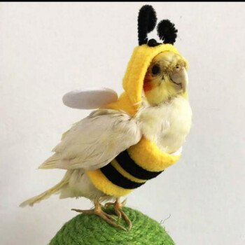loro