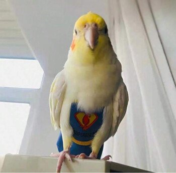 loro