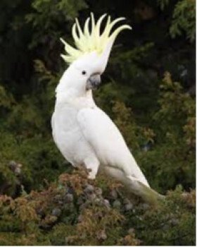 loro