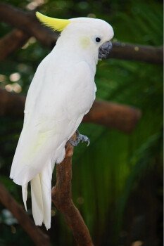 loro
