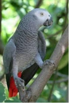 loro
