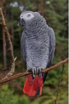 loro