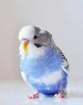 loro