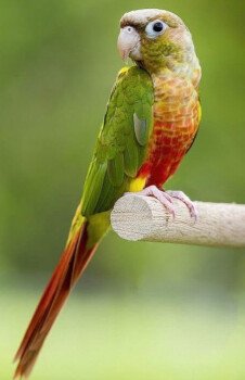 loro