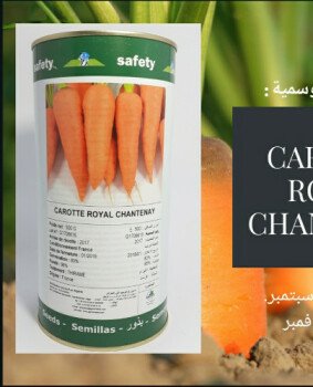 مجمع الصنوان